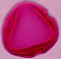 linarioides